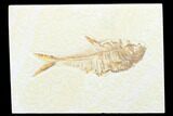 Fossil Fish (Diplomystus) - Wyoming #176320-1